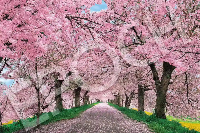 Epoch 1000-Piece Jigsaw Puzzle Japanese Landscape Cherry Blossoms 50X75Cm