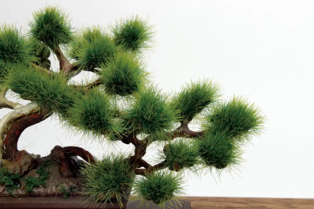 Good Smile Company Platz 1/12 The Bonsai No. 1 Plastic Model Bon-01- Japan Figure Store - #1 Bring To You The Best Japanese Goods