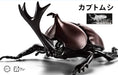 Fujimi Model Free Study Series No.21 Ex-1 Living Things Beetle (Clear) Free Study-21 Ex-1- Japan Figure Store - #1 Bring To You The Best Japanese Goods