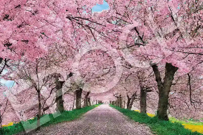 Epoch 1000-Piece Jigsaw Puzzle Japanese Landscape Cherry Blossoms 50X75Cm