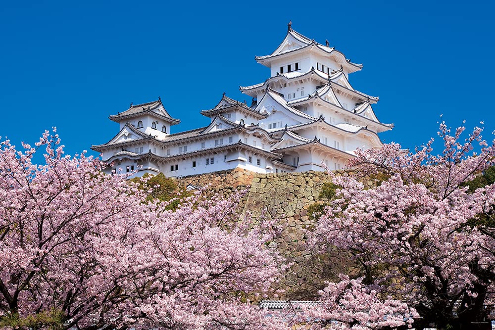 YANOMAN 10-1411 Jigsaw Puzzle 1000 Cherry Blossoms And Himeji Castle In Hyogo Japan 1000 Pieces