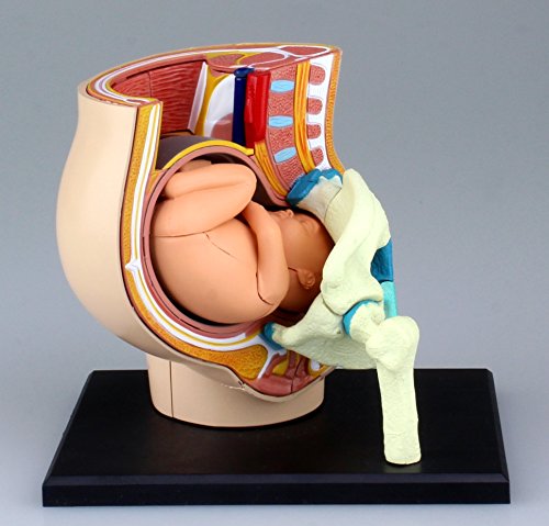 AOSHIMA – 78150 4D Vision Human Anatomy Modell Nr. 6 Schwangerschaft Becken Non-Scale Kit