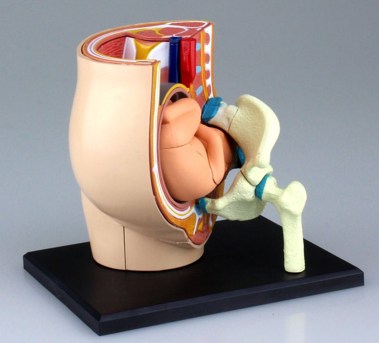 AOSHIMA – 78150 4D Vision Human Anatomy Modell Nr. 6 Schwangerschaft Becken Non-Scale Kit