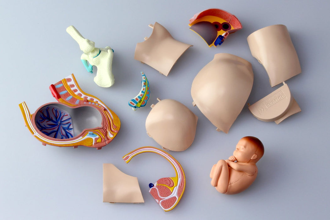 AOSHIMA - 78150 4D Vision Human Anatomy Model No.6 Pregnancy Pelvis Non-Scale Kit