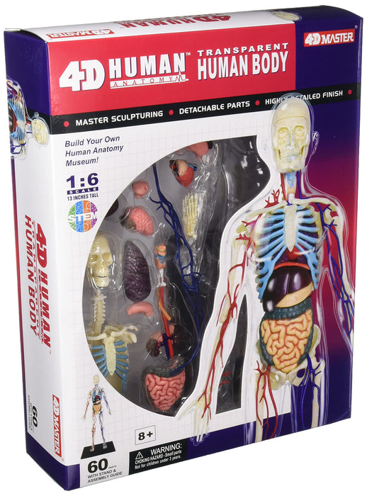 Modèle en plastique d'anatomie du corps humain AOSHIMA 4D Vision