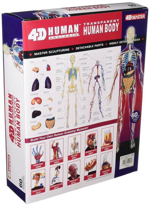 Modèle en plastique d'anatomie du corps humain AOSHIMA 4D Vision