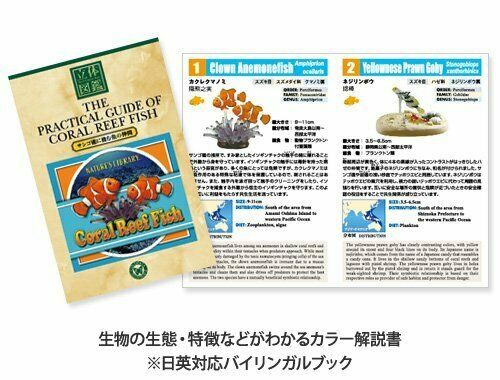 Colorata Real Figure Box Set 15-teiliges Korallenrifffisch-PVC-Figur aus Japan