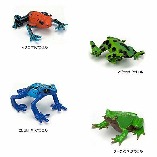 Colorata Real Figure Box The Plactical Guide Of Frogs