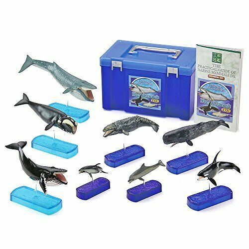 Colorata Real Figure Marine Mammals Deluxe Box