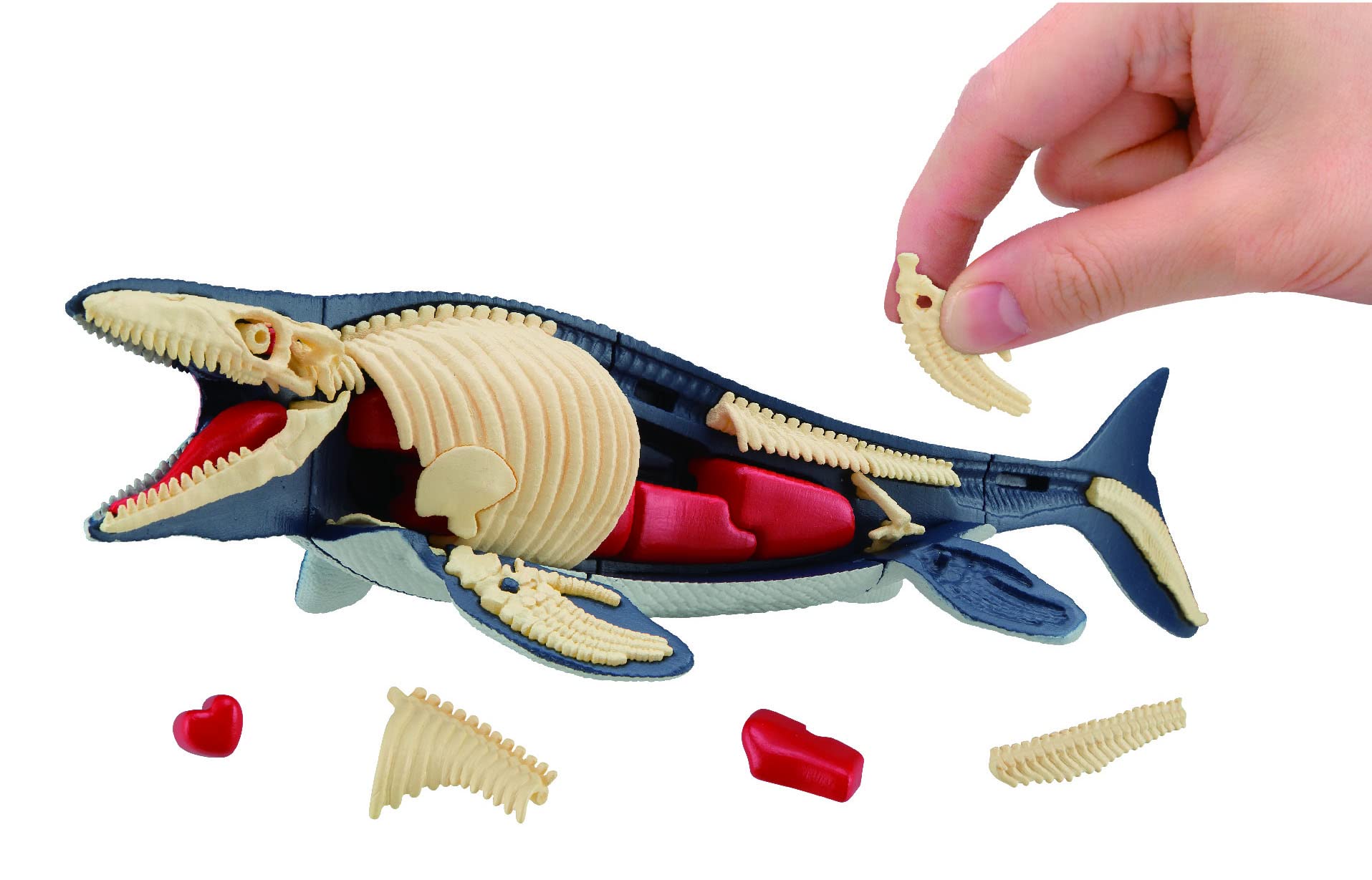 Megahouse Mammoth Mosasaurus Kaitai Puzzle Series Buy Animal Puzzle Made In Japan- Japan Figure Store - #1 Bring To You The Best Japanese Goods