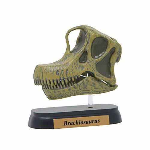 Dinosaur Brachiosaurus Skull Mini Model Fdw-506 - Japan Figure