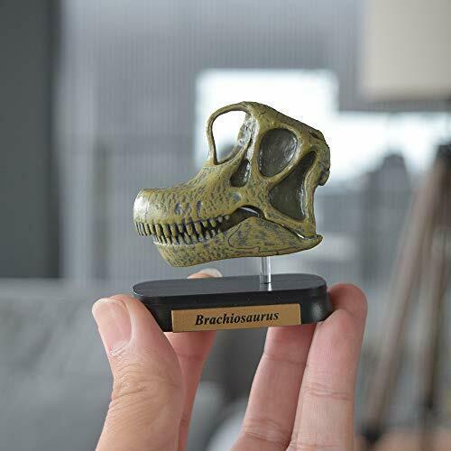 Dinosaure Brachiosaure Crâne Mini Modèle Fdw-506