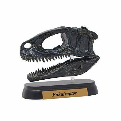 Dinosaur Fukuiraptor Skull Mini Model Fdw-510 - Japan Figure