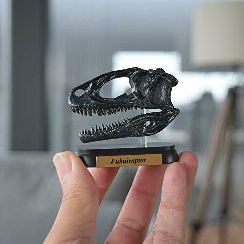 Dinosaure Fukuiraptor Crâne Mini Modèle Fdw-510