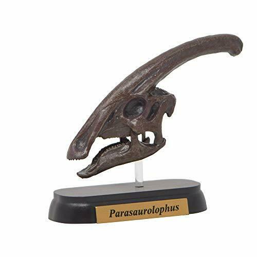 Dinosaur Parasaurolophus Skull Mini Model Fdw-504 - Japan Figure