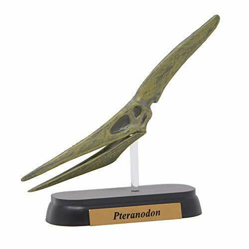 Dinosaur Pteranodon Skull Mini Model Fdw-509 - Japan Figure