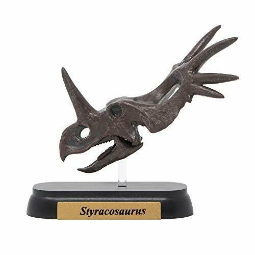 Dinosaur Styracosaurus Skull Mini Model Fdw-507