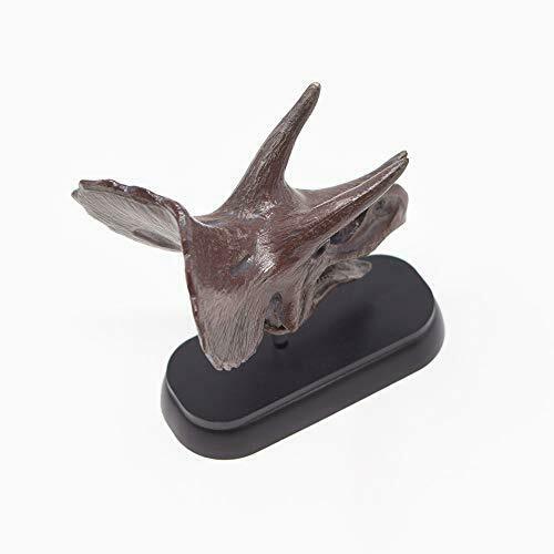 Dinosaure Triceratops Crâne Mini Modèle Fdw-502