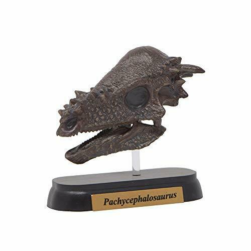 Mini modèle de dinosaure crâne Pachycephalosaurus préféré conçu par H.tokugawa