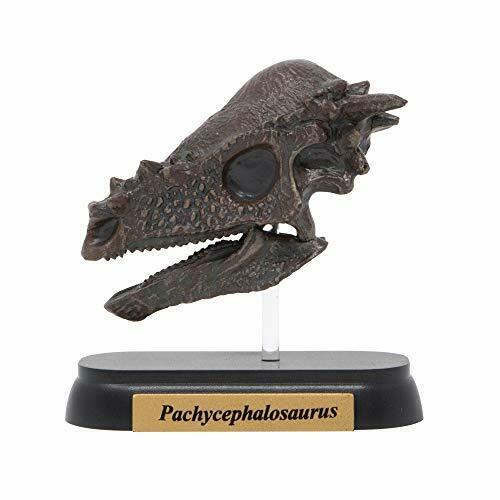 Lieblings-Pachycephalosaurus-Schädel-Dinosaurier-Minimodell, entworfen von H.tokugawa