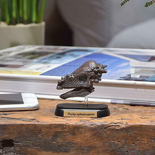 Mini modèle de dinosaure crâne Pachycephalosaurus préféré conçu par H.tokugawa
