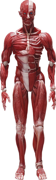 Freeing Figma Menschliches anatomisches Modell Pvc-Figur Komplettes Modell Hergestellt in Japan