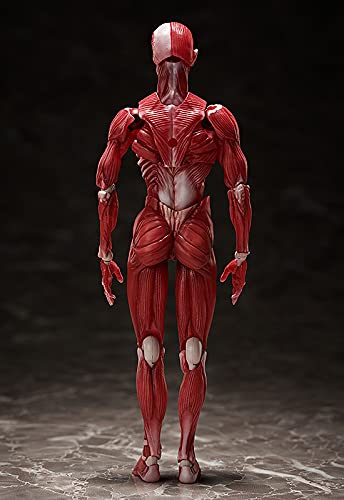 Freeing Figma Menschliches anatomisches Modell Pvc-Figur Komplettes Modell Hergestellt in Japan
