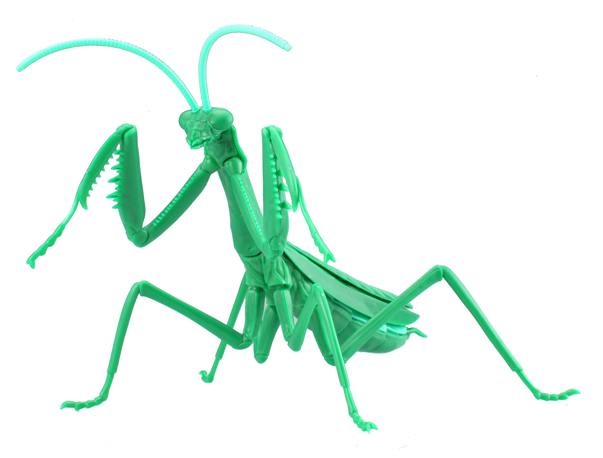 FUJIMI Research Series Tenodera Aridifolia Metallic Green Japanese Giant Mantis Plastic Model