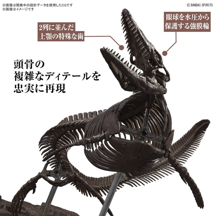 Bandai Spirits Japan Modèle en plastique squelette de Mosasaurus 1/32 – Code couleur