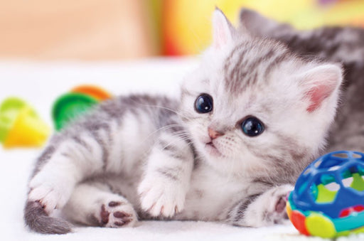 Beverly Jigsaw Puzzle L74-147 Pretty Pet Kitty Cat (150 L-Pieces) Cute Pet Puzzle- Japan Figure Store - #1 Bring To You The Best Japanese Goods