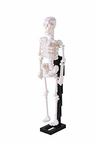 Nanoblock Human Skeleton Nbm014 - Japan Figure