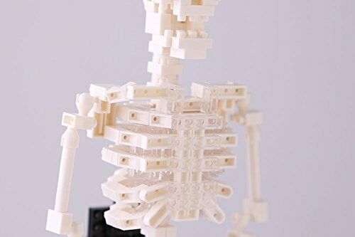 Nanoblock Menschliches Skelett Nbm014