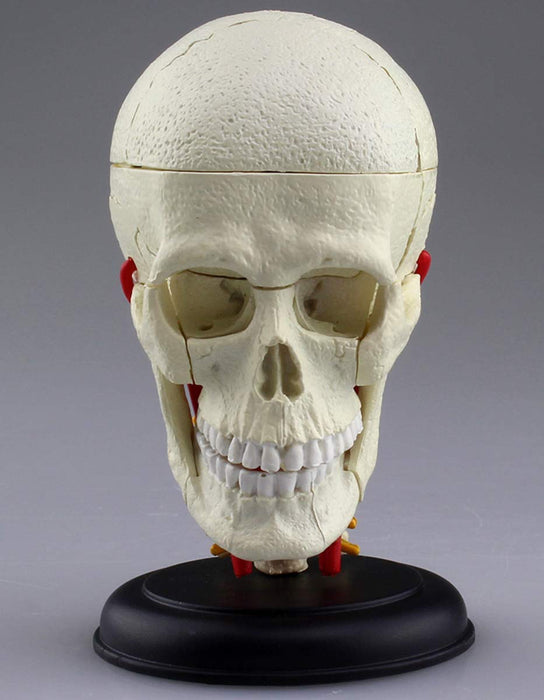 AOSHIMA 87176 4D Vision Human Anatomy Model No.4 Cranial Nerve Skull Non-Scale