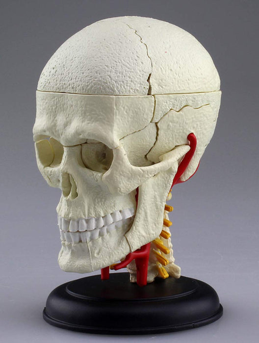 AOSHIMA 87176 4D Vision Human Anatomy Model No.4 Cranial Nerv Skull Non-Scale
