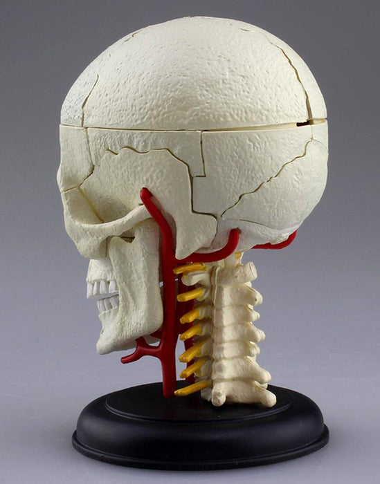AOSHIMA 87176 4D Vision Human Anatomy Model No.4 Cranial Nerv Skull Non-Scale