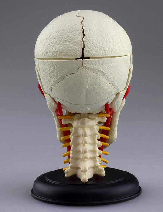AOSHIMA 87176 4D Vision modèle d'anatomie humaine n°4 crâne de nerf crânien sans échelle