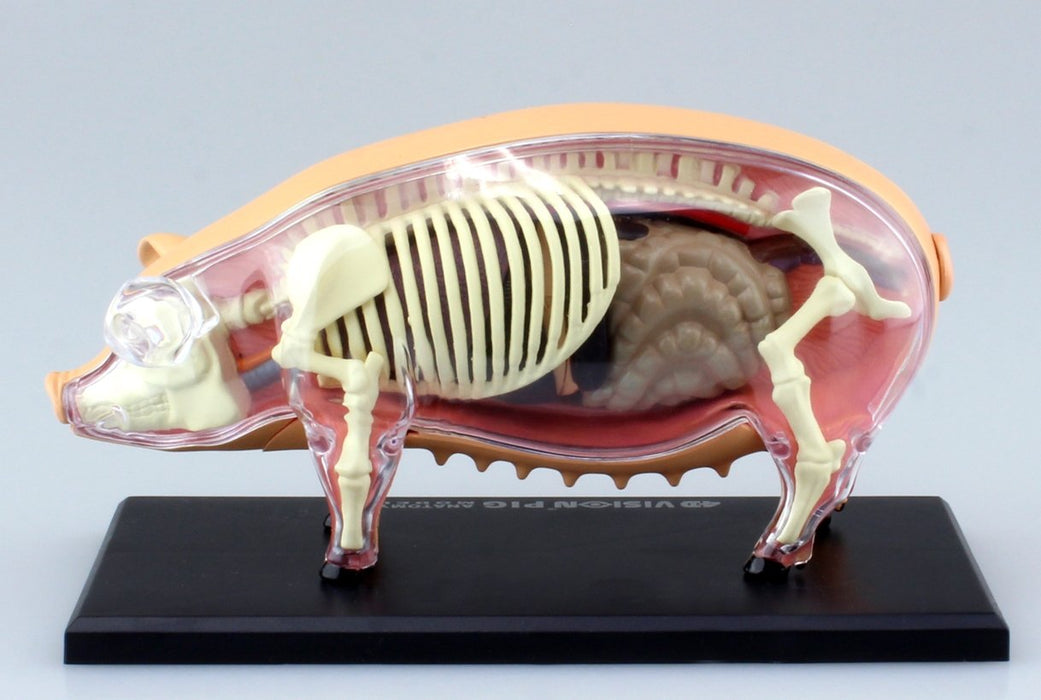 AOSHIMA 78211 4D Vision No.1 Pig Anatomy Model Non-Scale Kit