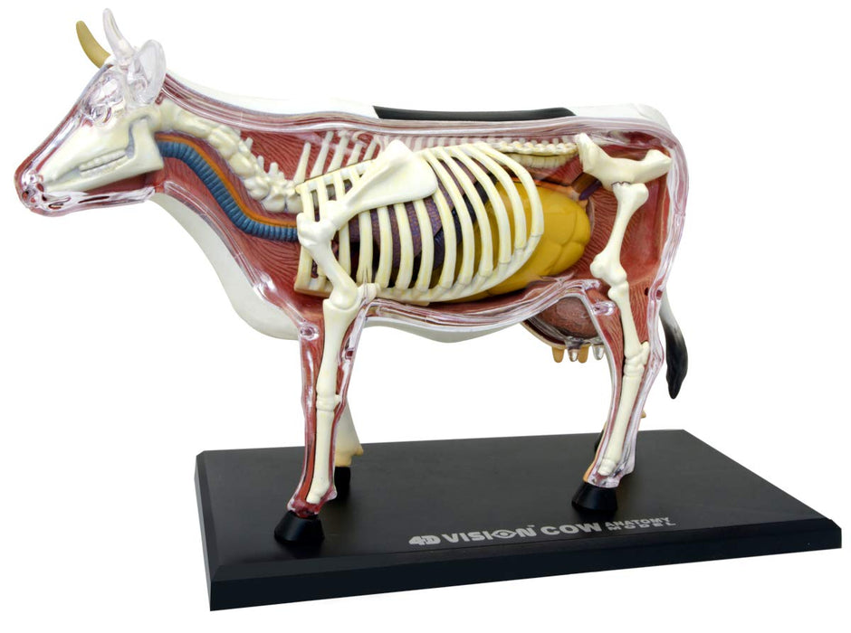 AOSHIMA 78198 4D Vision Nr. 3 Kuh-Anatomie-Modell Kit ohne Maßstab