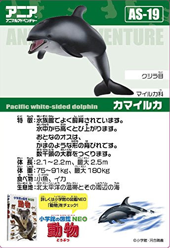 Takara Tomy Ania AS-19 White-Faced Dolphin Realistic Toy Suitable Ages 3 and Up Safety Certified